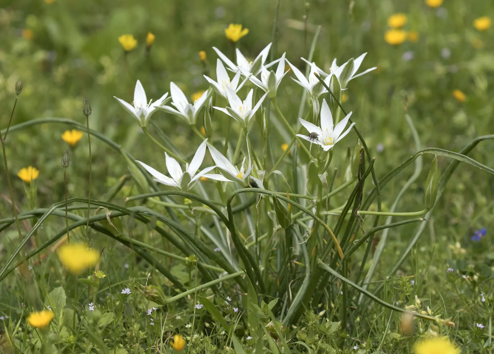 Star Of Bethlehem (Ornithogalum arabicum) — Thriving in full sun to partial shade, this perennial bulb is hardy in zones 7-10