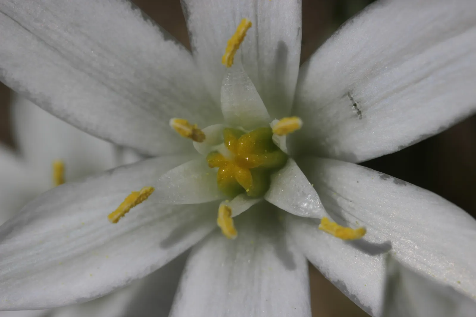 Star Of Bethlehem (Ornithogalum arabicum) — it requires occasional watering during dry spells but is otherwise low maintenance