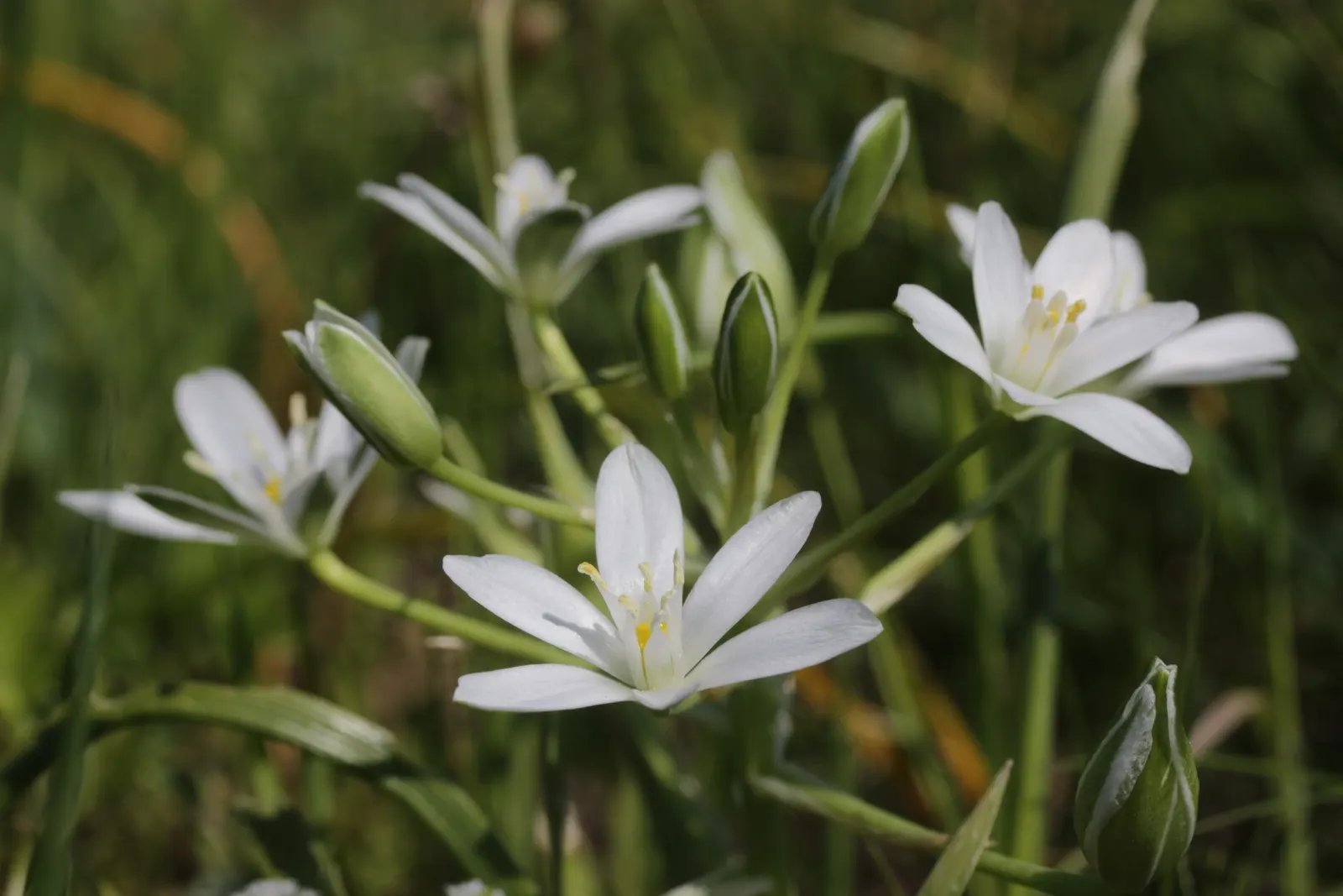 Star Of Bethlehem (Ornithogalum arabicum) — Originating from the Mediterranean region; making it suitable for gardeners looking for an attractive yet easy-care