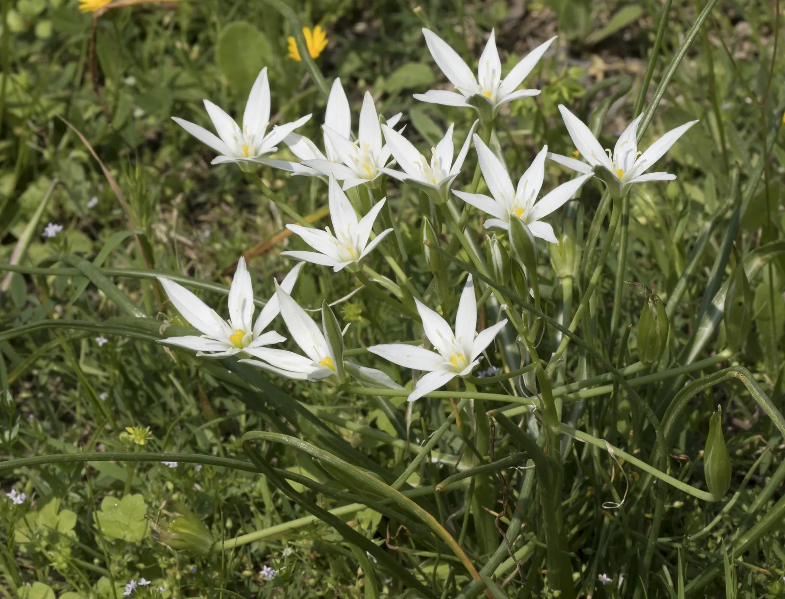 Star Of Bethlehem (Ornithogalum arabicum) — it's best to position the bulbs about 3 to 4 inches deep and 6 to 8 inches apart; scientifically known, image 52