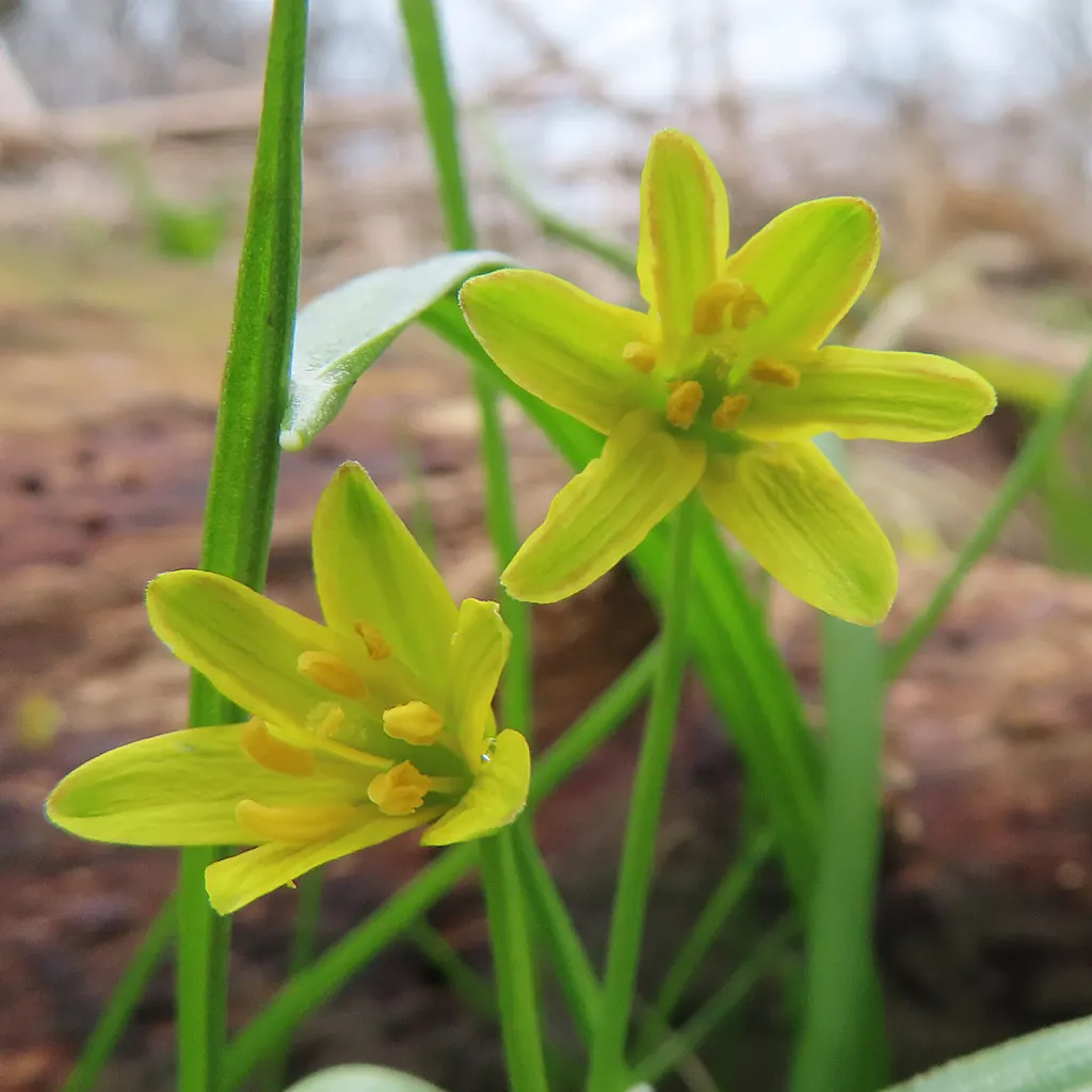 Star Of Bethlehem (Ornithogalum arabicum) — and as an accent in perennial beds; making it suitable for gardeners looking for an attractive yet easy-care