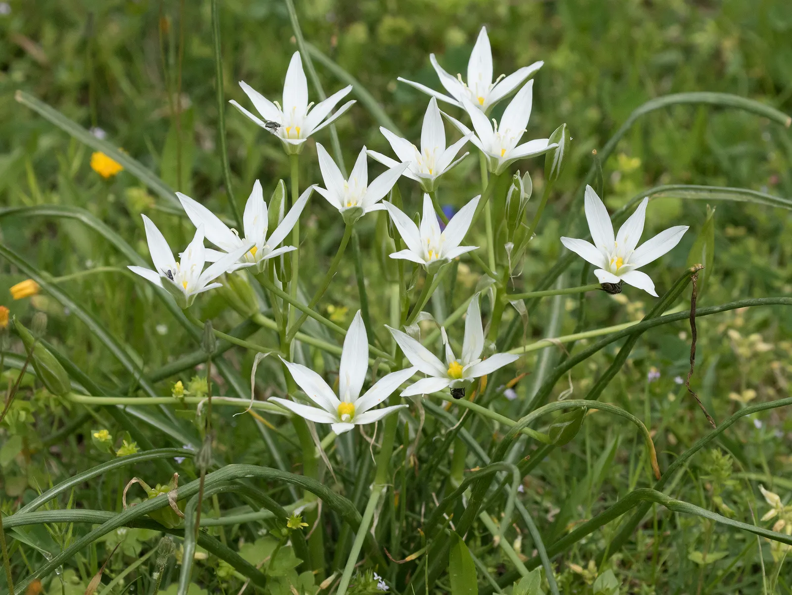 Star Of Bethlehem (Ornithogalum arabicum) — allowing enough space for the plants to multiply over the seasons.<br><br>In late spring to early summer, image 32