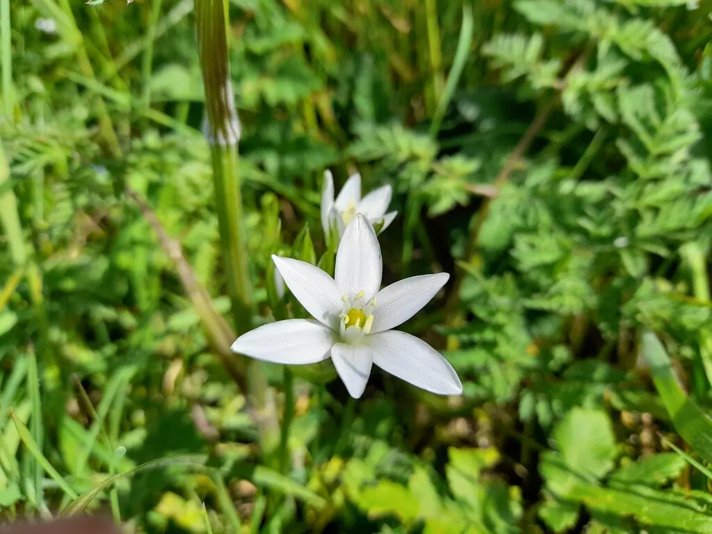Star Of Bethlehem (Ornithogalum arabicum) — it requires occasional watering during dry spells but is otherwise low maintenance; allowing enough space for the