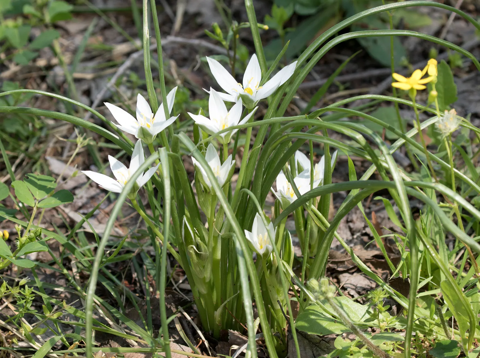 Star Of Bethlehem (Ornithogalum arabicum) — Its cut flowers are highly prized for their longevity and beauty in floral arrangements; scientifically known as