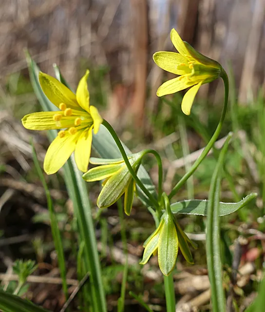 Star Of Bethlehem (Ornithogalum arabicum) — allowing enough space for the plants to multiply over the seasons.<br><br>In late spring to early summer, image 53