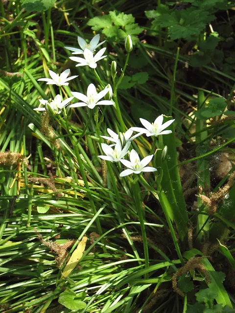 Star Of Bethlehem (Ornithogalum arabicum) — usually with a contrasting black ovary in the center