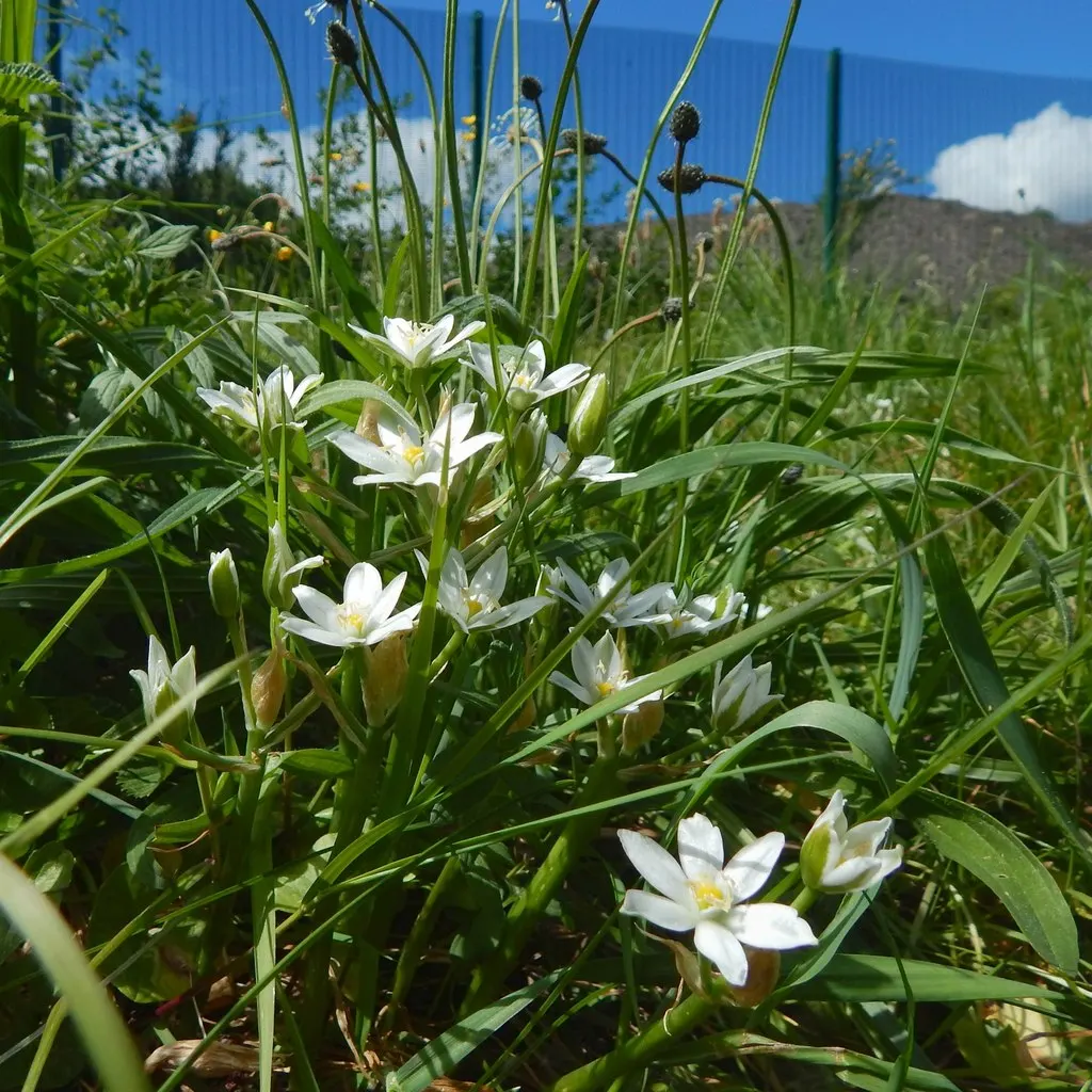 Star Of Bethlehem (Ornithogalum arabicum) — each blossom measuring roughly 1 to 2 inches across; scientifically known as Ornithogalum arabicum