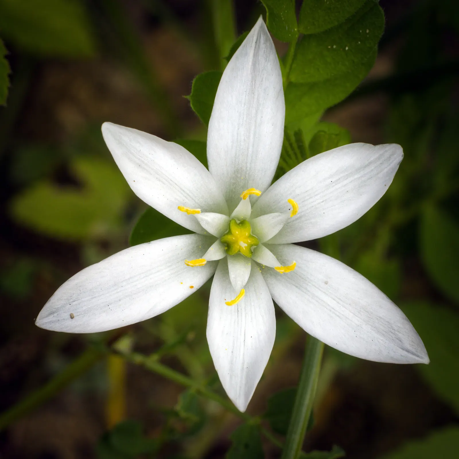 Star Of Bethlehem (Ornithogalum arabicum) — adds elegance to gardens with its striking star-shaped white blooms atop 18 to 24-inch stems, image 64