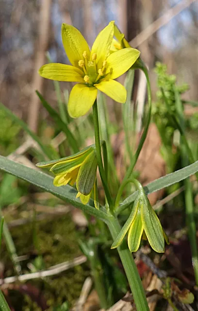 Star Of Bethlehem (Ornithogalum arabicum) — is a captivating bulbous perennial that can add a touch of elegance to any garden design; allowing, image 47