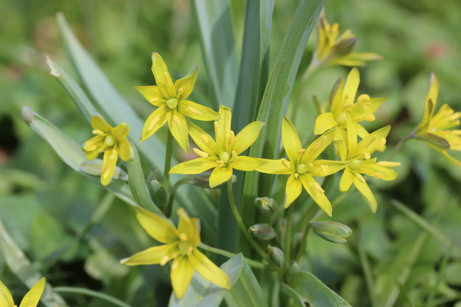 Star Of Bethlehem (Ornithogalum arabicum) — adds elegance to gardens with its striking star-shaped white blooms atop 18 to 24-inch stems; scientifically known