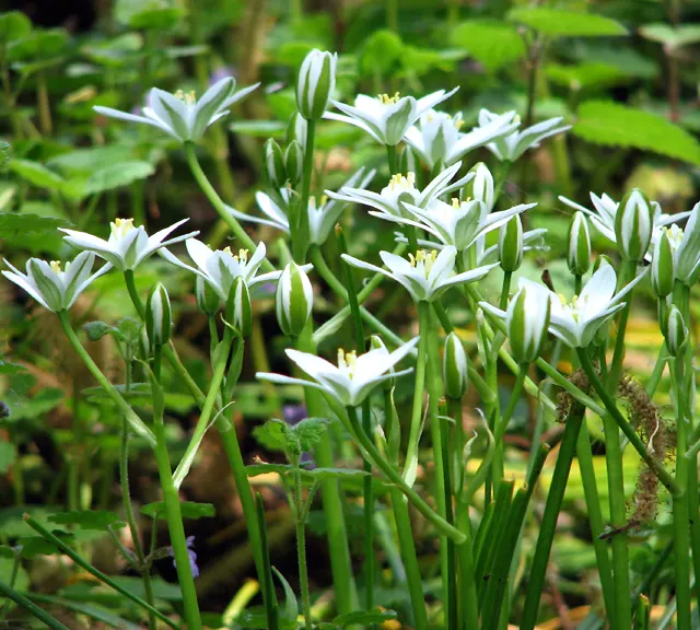 Star Of Bethlehem (Ornithogalum arabicum) — allowing enough space for the plants to multiply over the seasons.<br><br>In late spring to early summer
