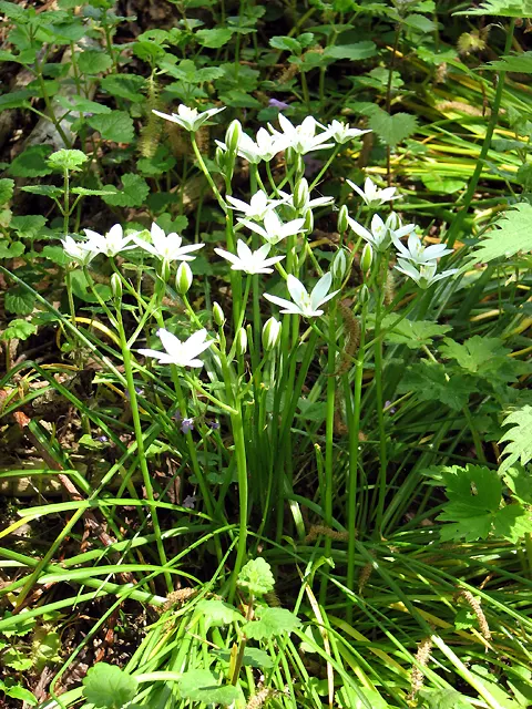 Star Of Bethlehem (Ornithogalum arabicum) — bulb / perennial with white blooms; allowing enough space for the plants to multiply over the, image 62