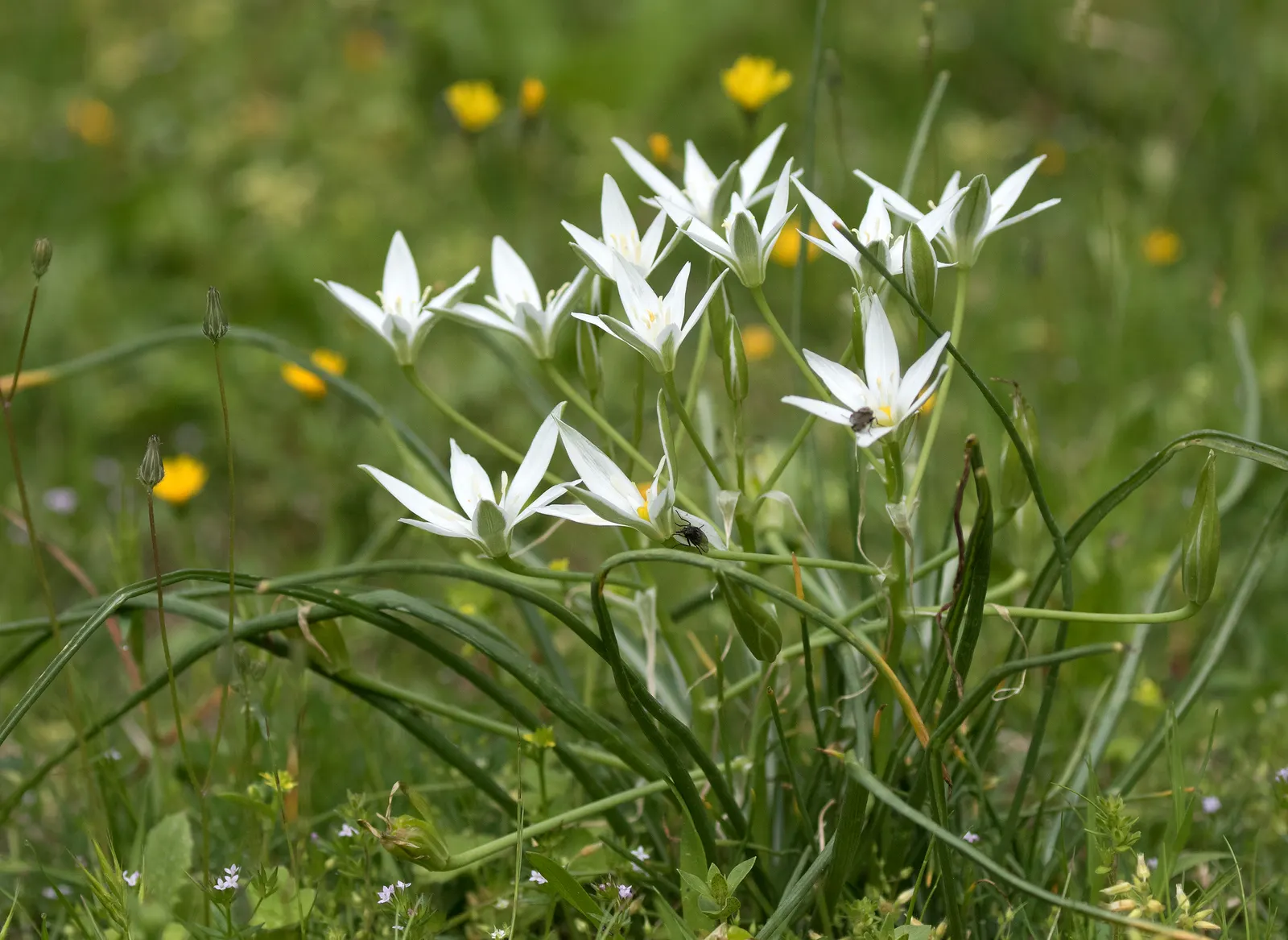 Star Of Bethlehem (Ornithogalum arabicum) — Ornithogalum arabicum requires full sun to partial shade and thrives in well-drained soils; making it, image 51