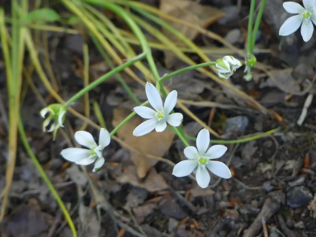 Star Of Bethlehem (Ornithogalum arabicum) — Minimal maintenance is required, making it a charming choice for busy homeowners; making it suitable, image 66