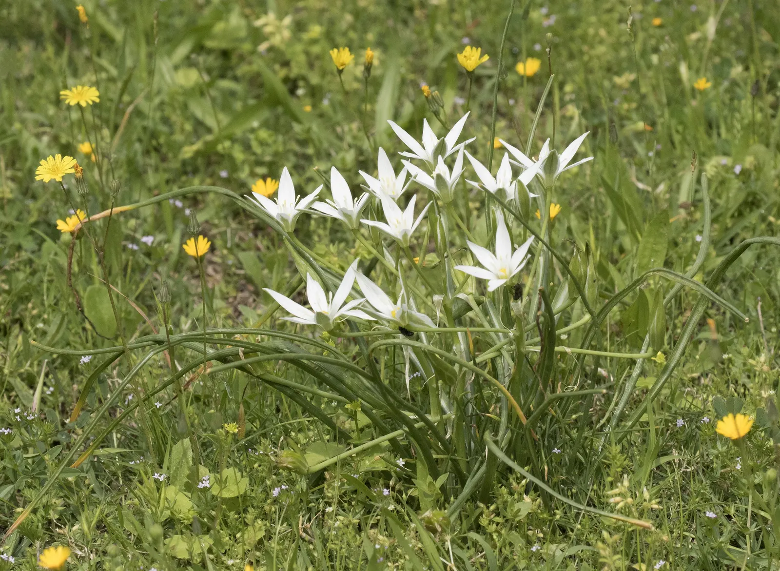 Star Of Bethlehem (Ornithogalum arabicum) — adds elegance to gardens with its striking star-shaped white blooms atop 18 to 24-inch stems