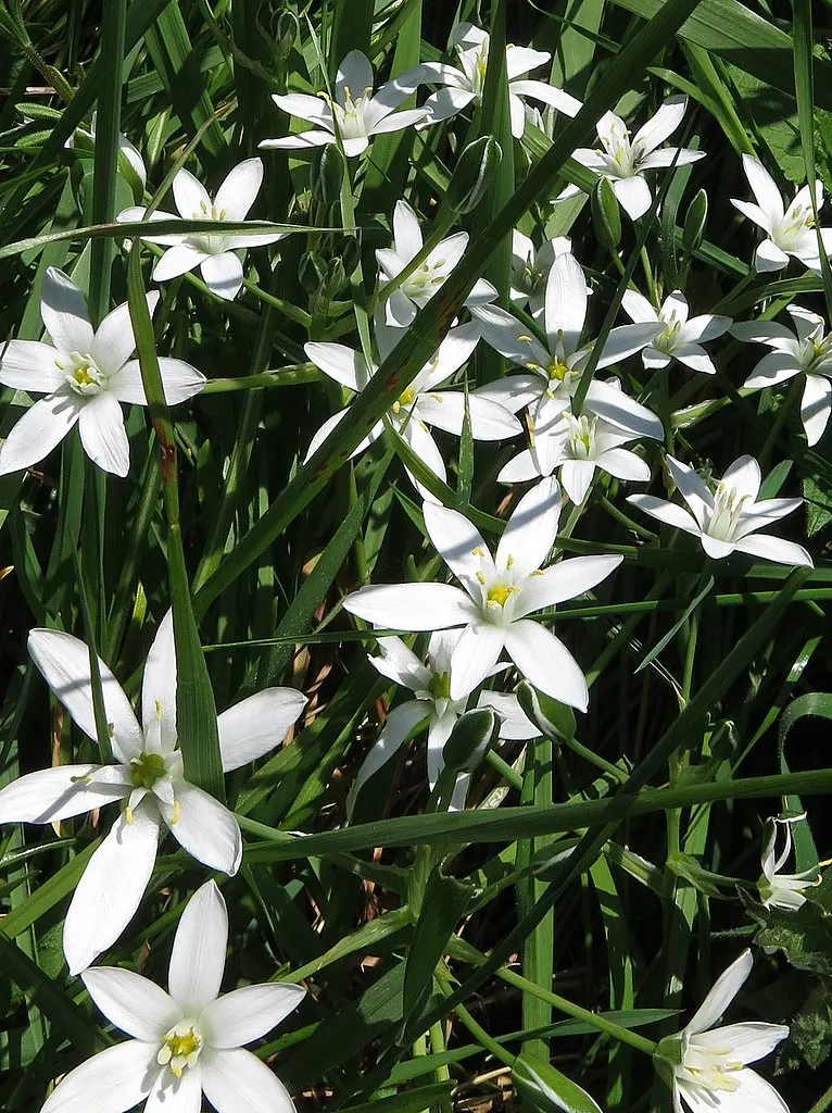 Star Of Bethlehem (Ornithogalum arabicum) — Its cut flowers are highly prized for their longevity and beauty in floral arrangements