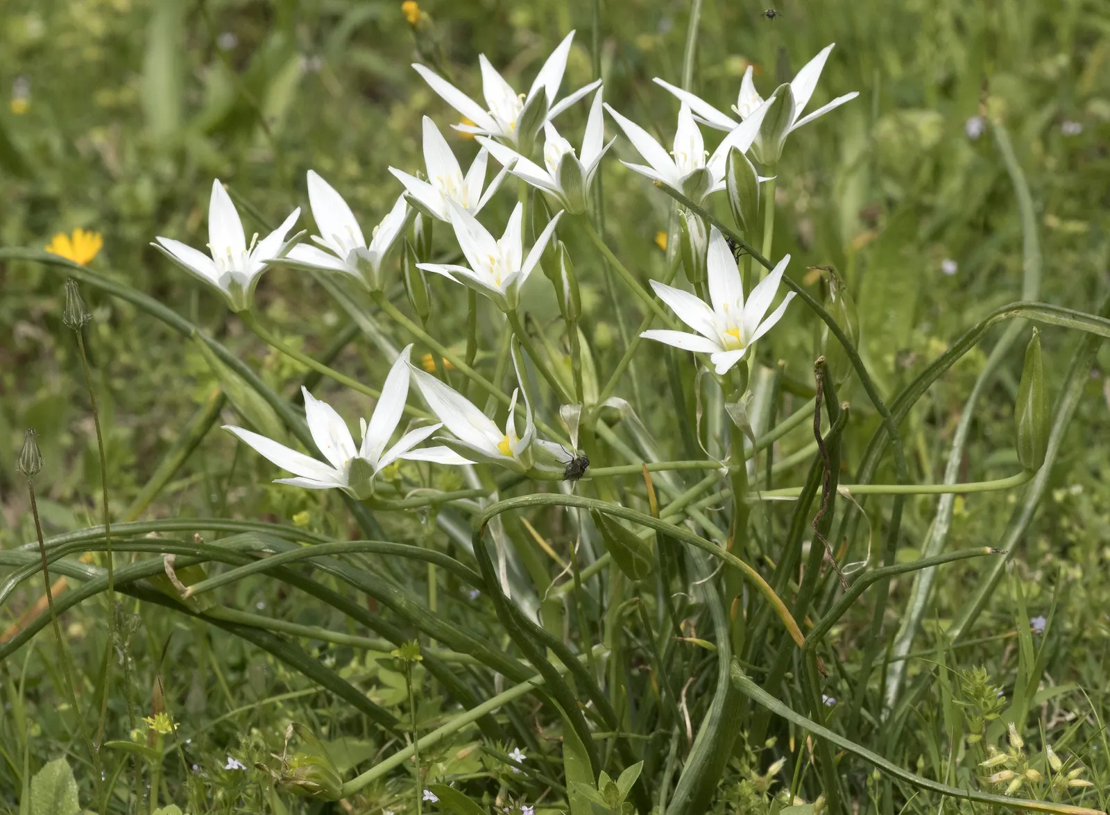 Star Of Bethlehem (Ornithogalum arabicum) — adds elegance to gardens with its striking star-shaped white blooms atop 18 to 24-inch stems, image 43