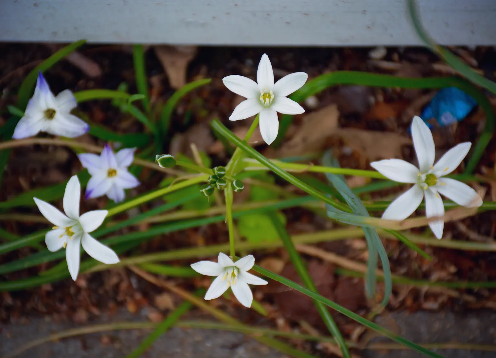 Star Of Bethlehem (Ornithogalum arabicum) — this plant typically grows up to 18 to 24 inches in height with a spread of approximately 6 to 8 inches, image 28