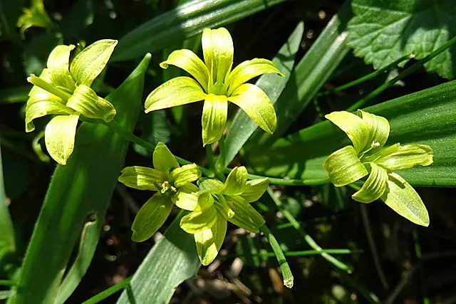 Star Of Bethlehem (Ornithogalum arabicum) — Its foliage consists of narrow; allowing enough space for the plants to multiply over the seasons.<br><br>In late
