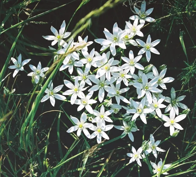 Star Of Bethlehem (Ornithogalum arabicum) — it requires occasional watering during dry spells but is otherwise low maintenance; allowing enough, image 59