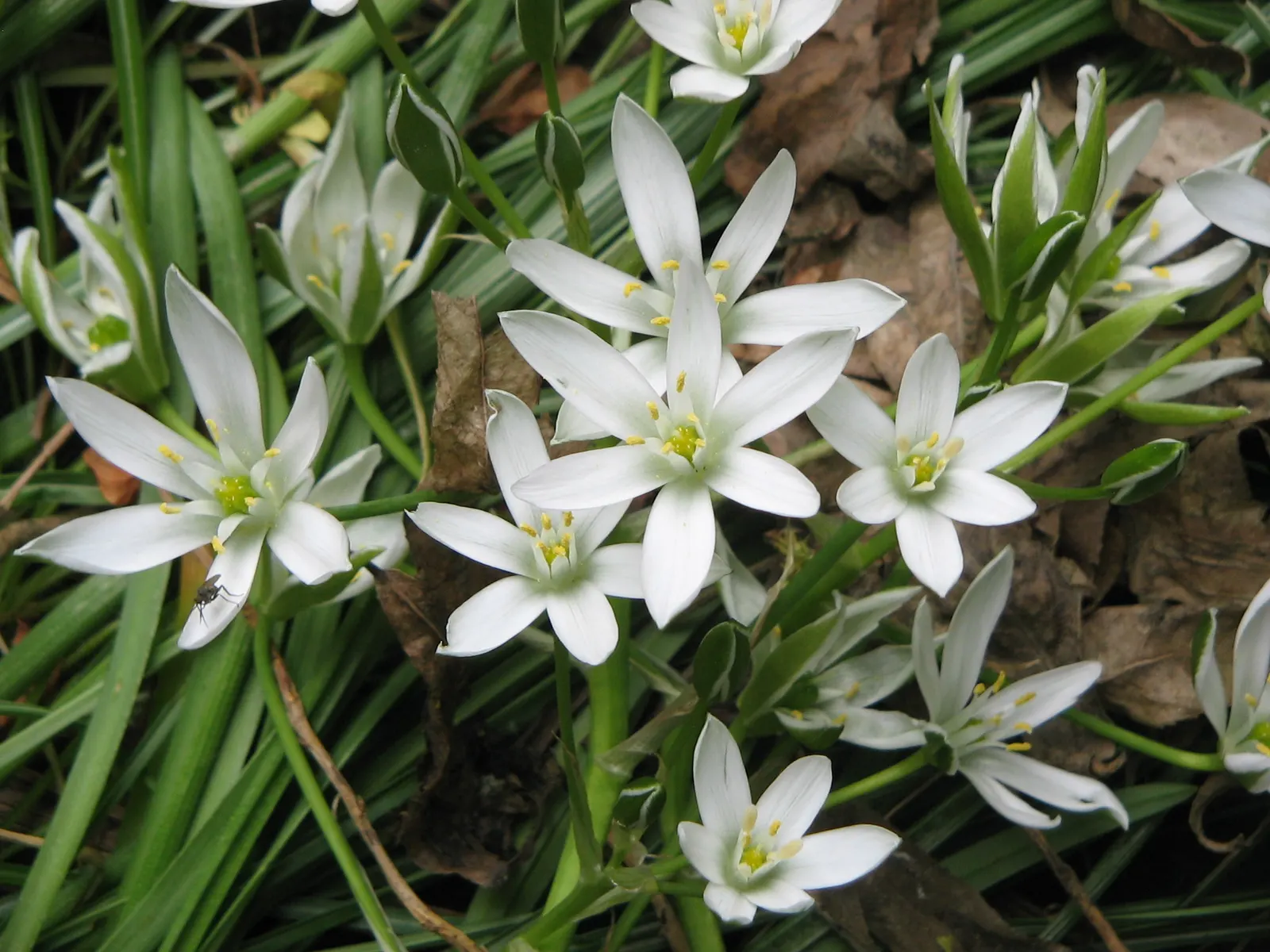 Star Of Bethlehem (Ornithogalum arabicum) — and as an accent in perennial beds