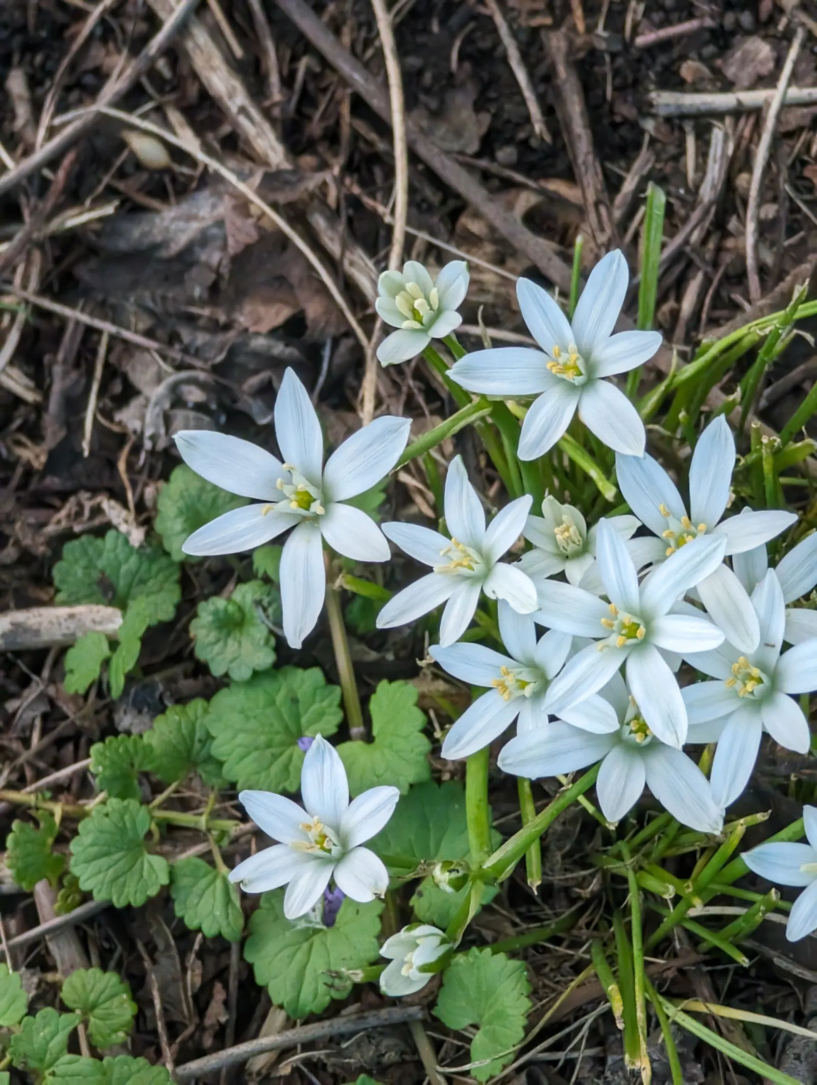 Star Of Bethlehem (Ornithogalum arabicum) — white flowers in the garden