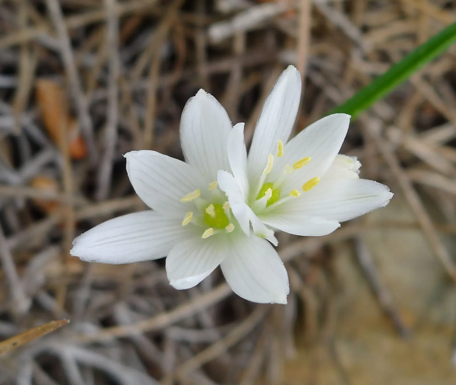 Star Of Bethlehem (Ornithogalum arabicum) — making it suitable for gardeners looking for an attractive yet easy-care addition to their landscape, image 39