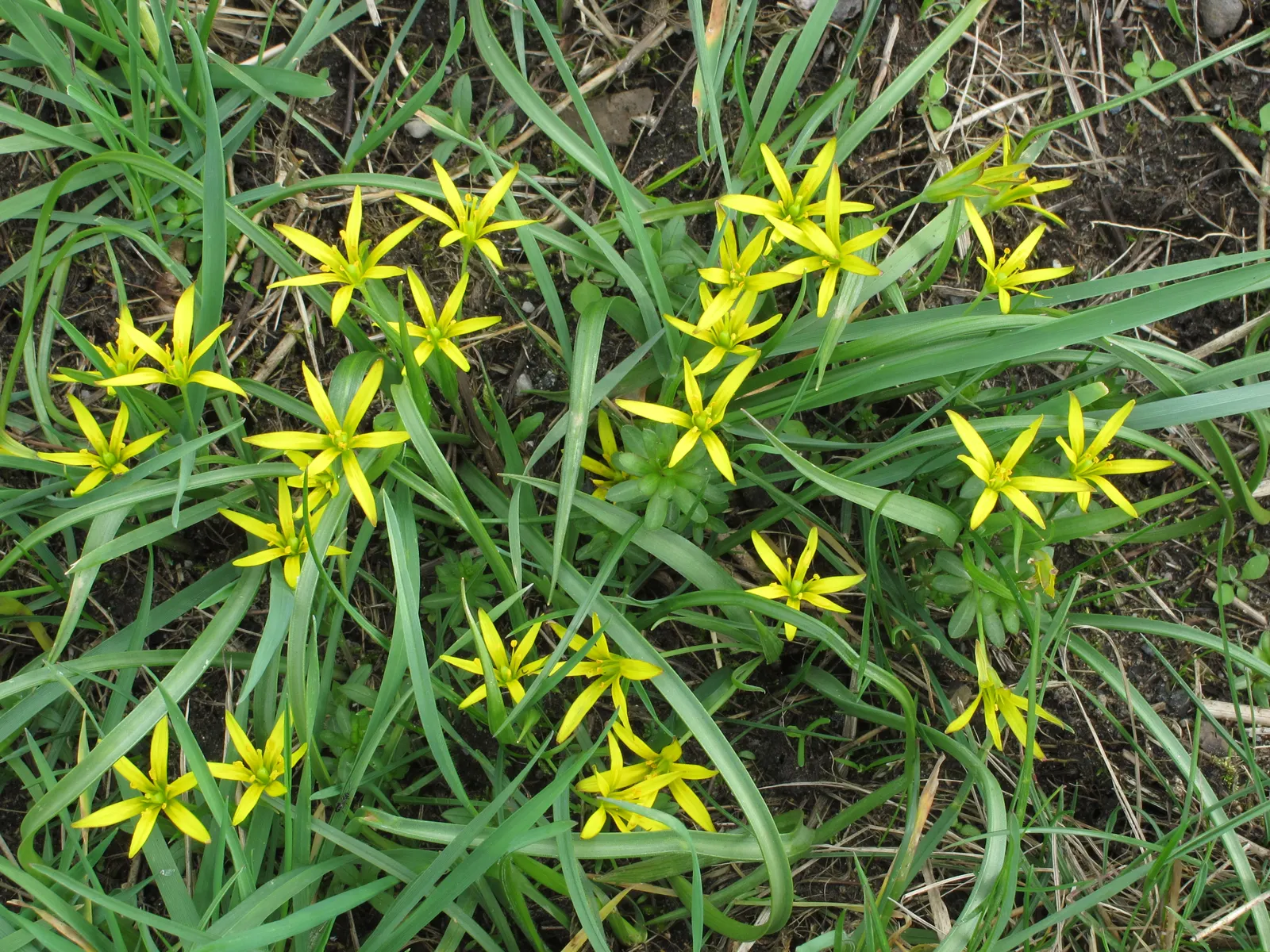 Star Of Bethlehem (Ornithogalum arabicum) — making it suitable for gardeners looking for an attractive yet easy-care addition to their landscape