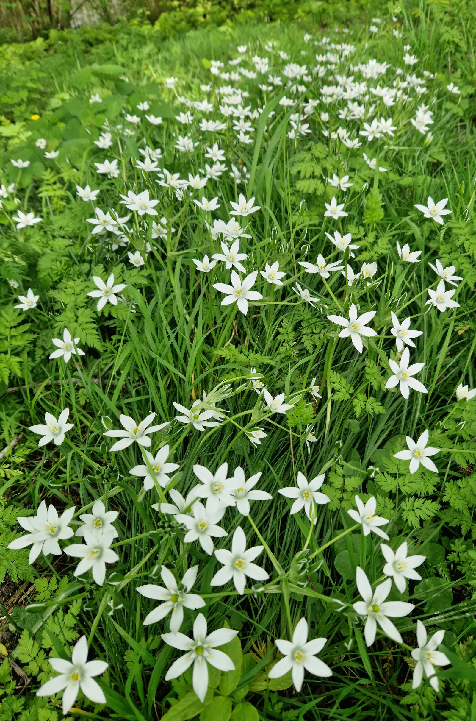 Star Of Bethlehem (Ornithogalum arabicum) — Thriving in full sun to partial shade, this perennial bulb is hardy in zones 7-10; allowing enough space for the