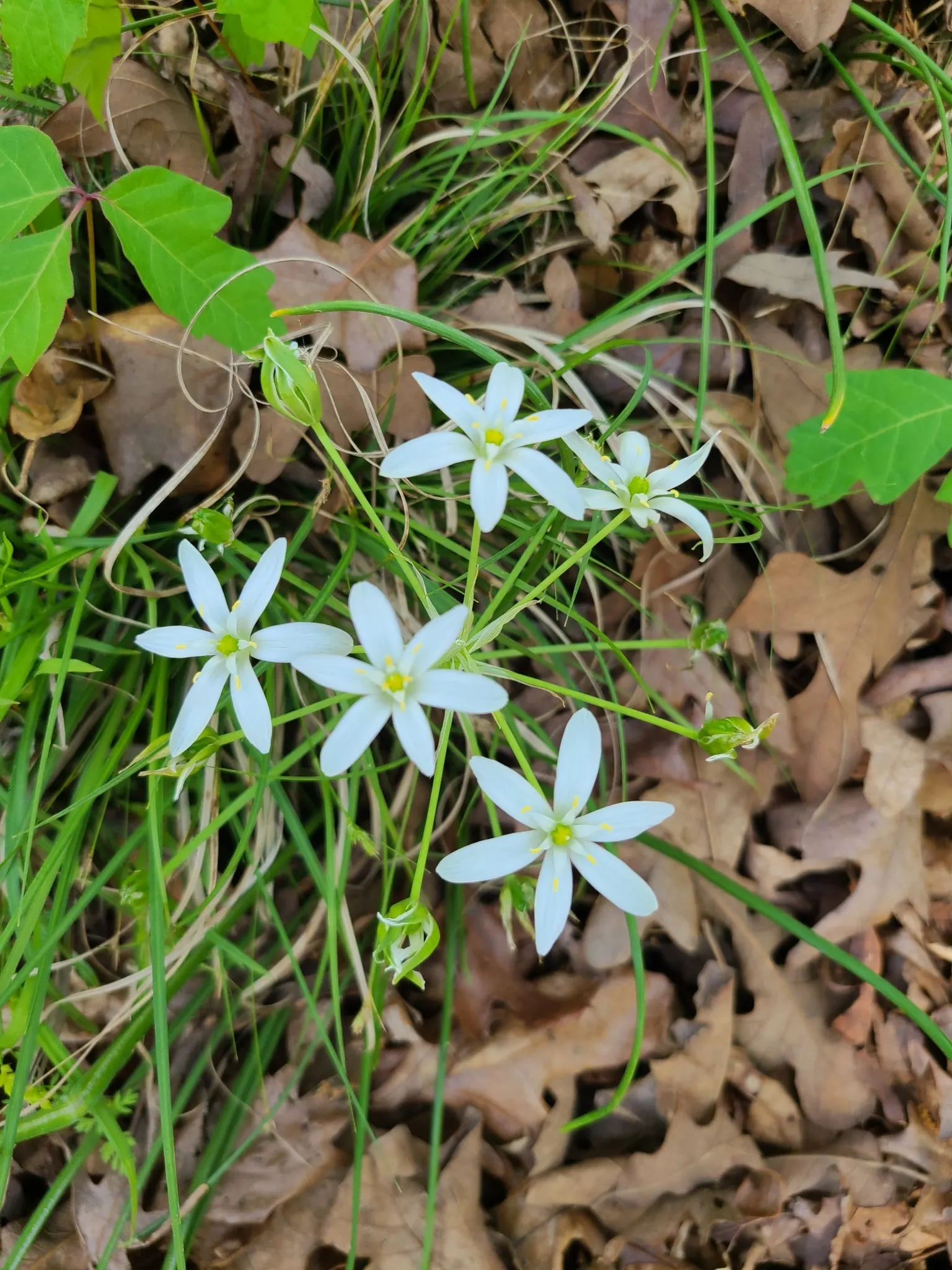 Star Of Bethlehem (Ornithogalum arabicum) — Thriving in full sun to partial shade, this perennial bulb is hardy in zones 7-10; allowing enough, image 65