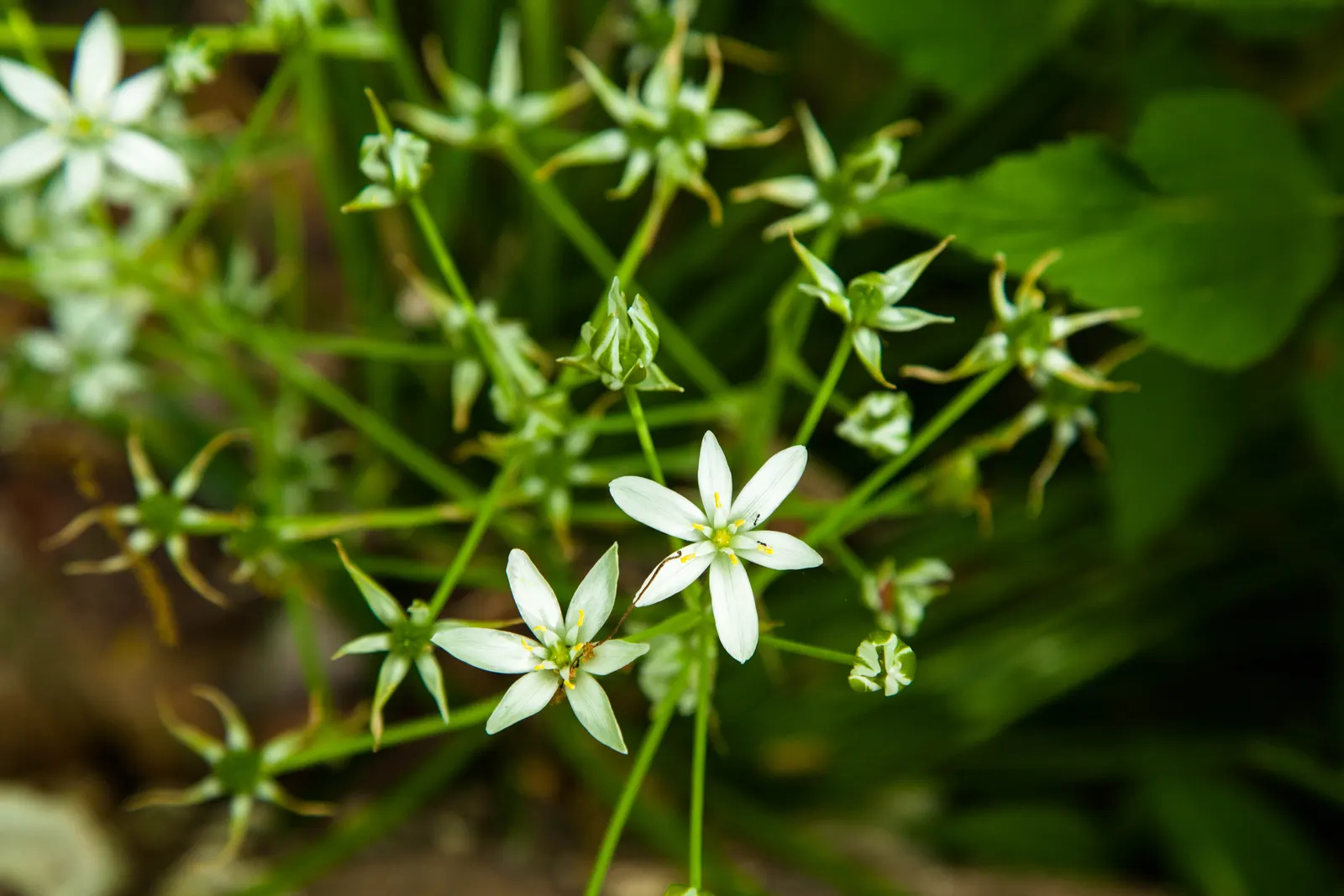 Star Of Bethlehem (Ornithogalum arabicum) — white flowers in the garden; scientifically known as Ornithogalum arabicum, image 61