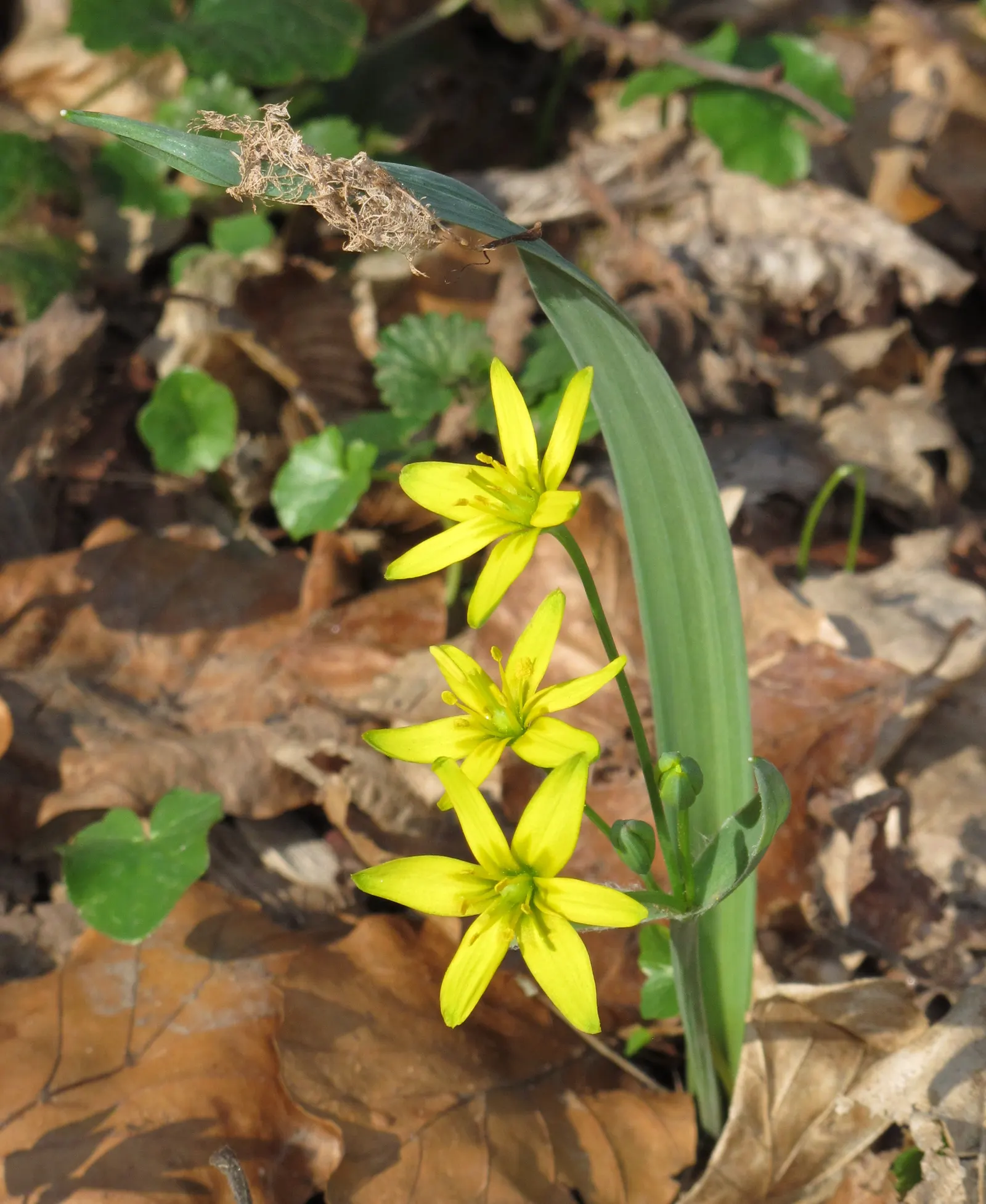 Star Of Bethlehem (Ornithogalum arabicum) — Its foliage consists of narrow; allowing enough space for the plants to multiply over the, image 50
