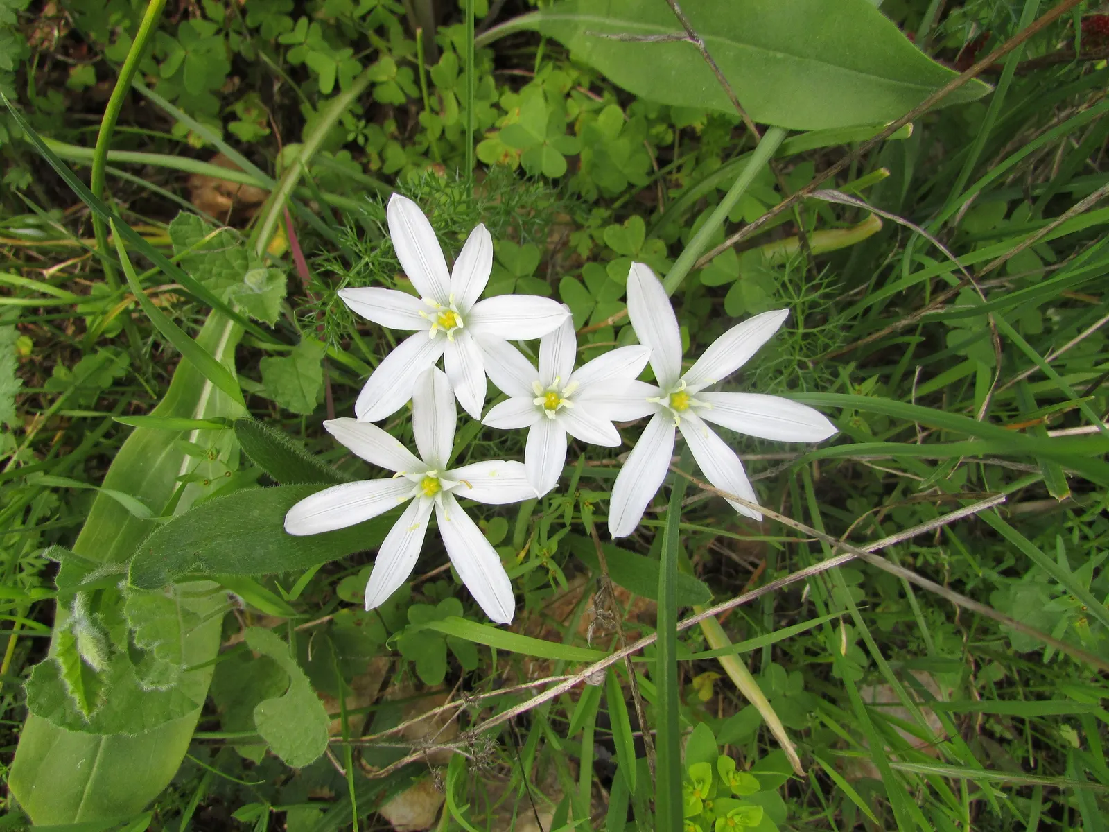Star Of Bethlehem (Ornithogalum arabicum) — this plant is adorned with conical clusters of star-shaped flowers
