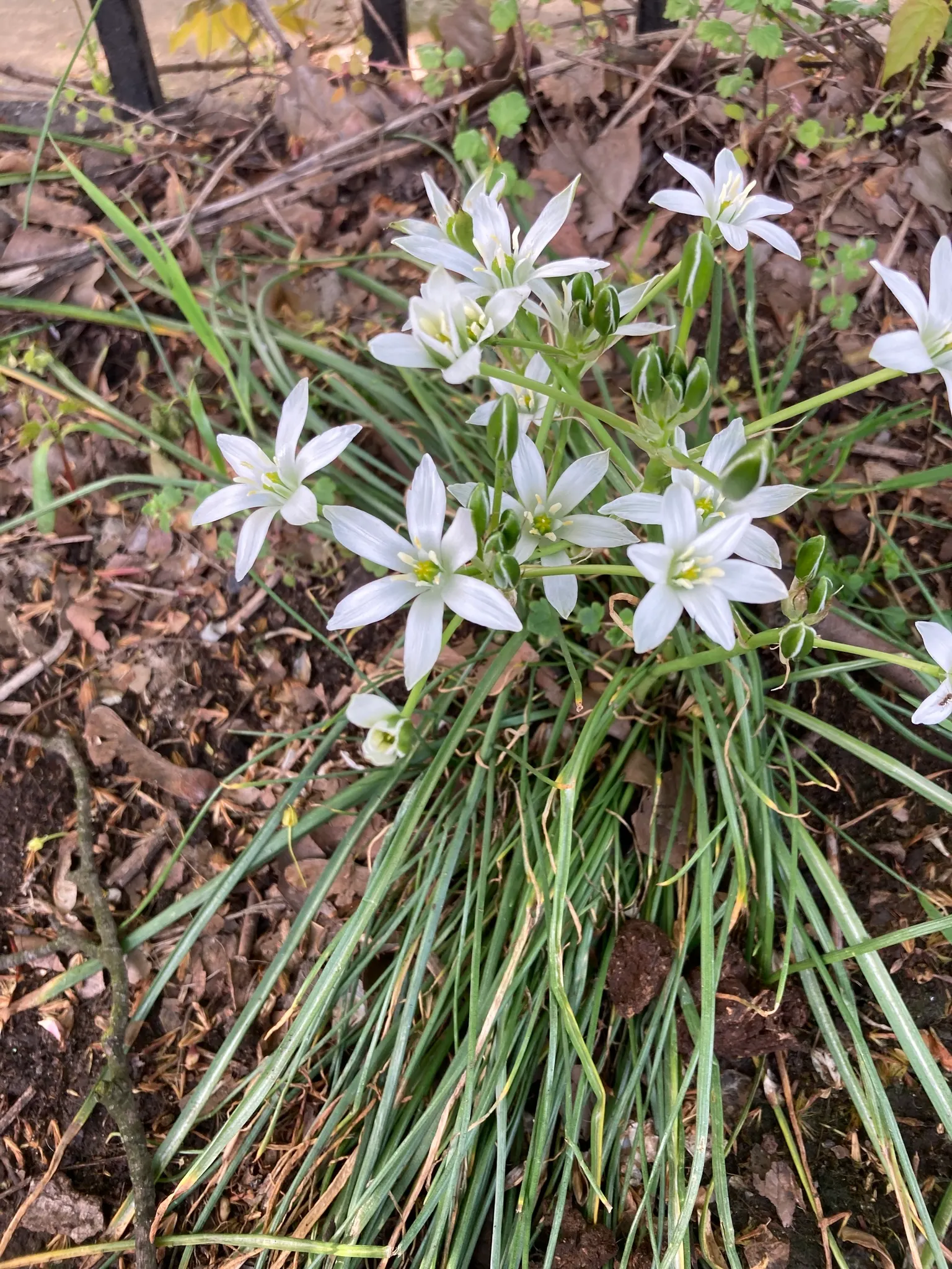 Star Of Bethlehem (Ornithogalum arabicum) — Thriving in full sun to partial shade, this perennial bulb is hardy in zones 7-10; allowing enough, image 44
