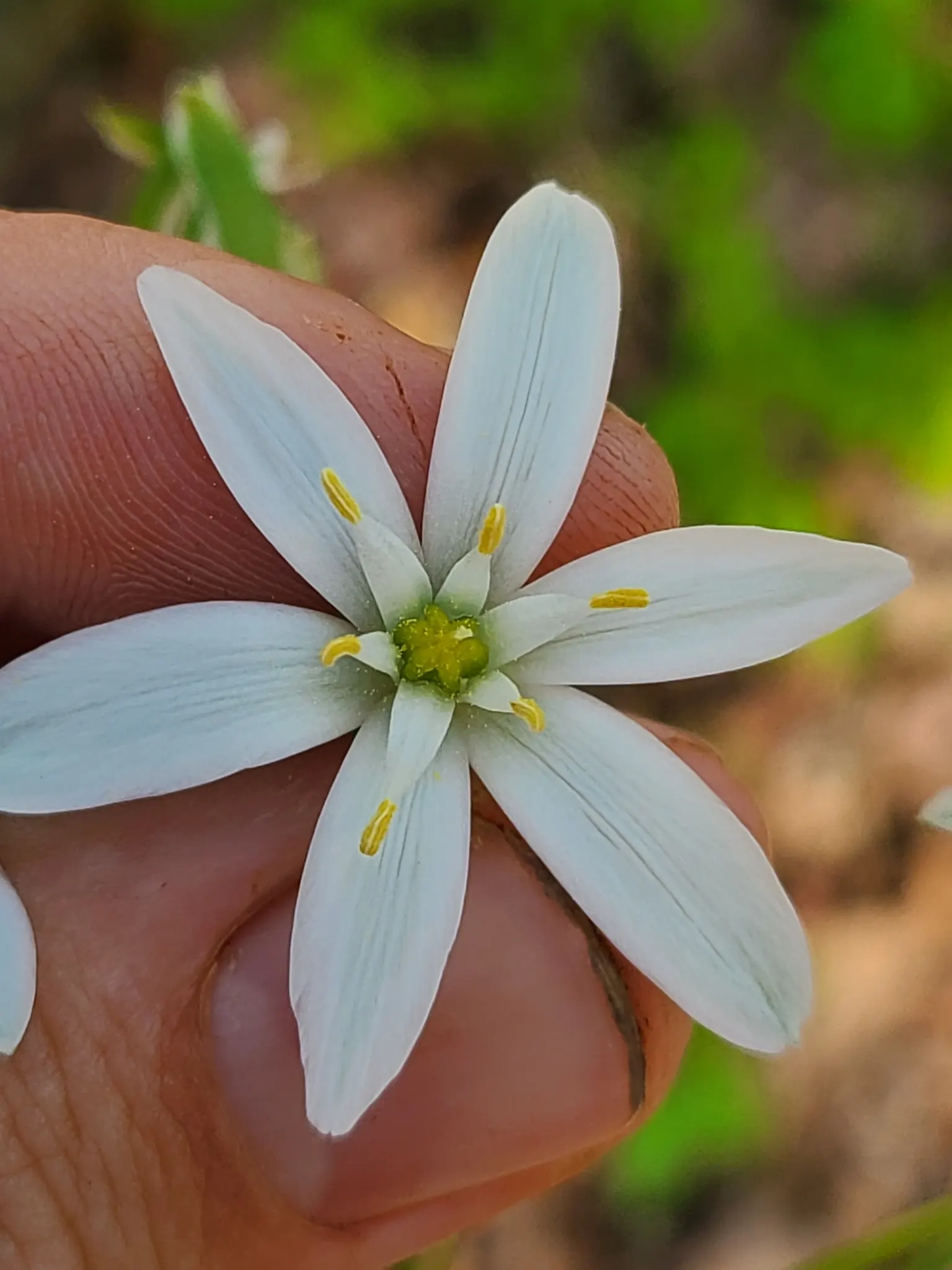 Star Of Bethlehem (Ornithogalum arabicum) — usually with a contrasting black ovary in the center; allowing enough space for the plants to multiply, image 56