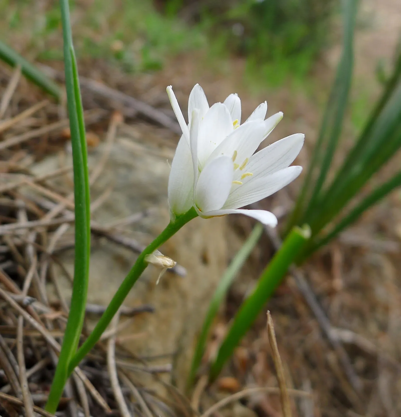 Star Of Bethlehem (Ornithogalum arabicum) — usually with a contrasting black ovary in the center; allowing enough space for the plants to multiply over the