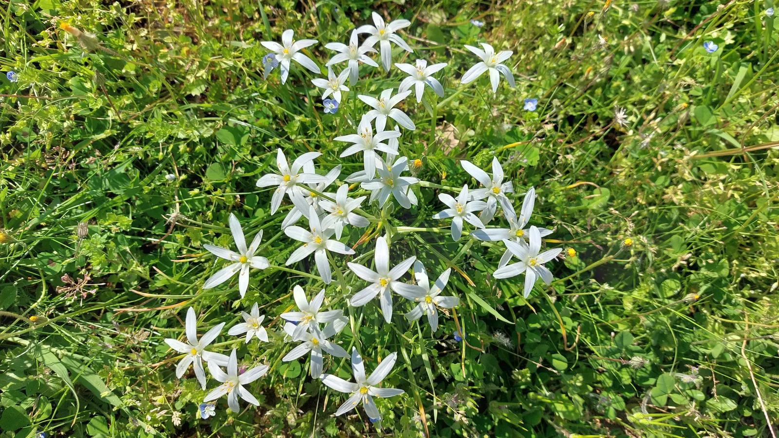 Star Of Bethlehem (Ornithogalum arabicum) — making it suitable for gardeners looking for an attractive yet easy-care addition to their landscape, image 60
