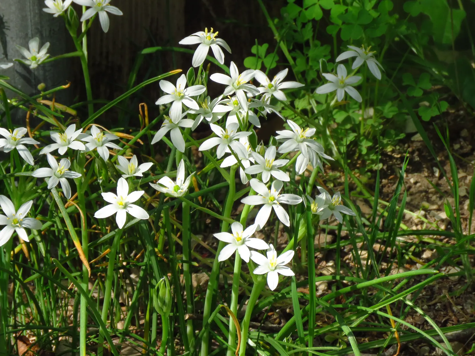 Star Of Bethlehem (Ornithogalum arabicum) — this plant is adorned with conical clusters of star-shaped flowers; making it suitable for gardeners looking for an
