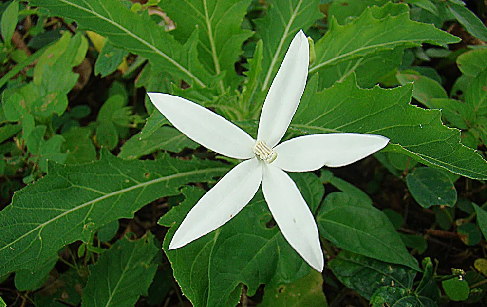 Star Of Bethlehem (Ornithogalum arabicum) — bulb / perennial with white blooms