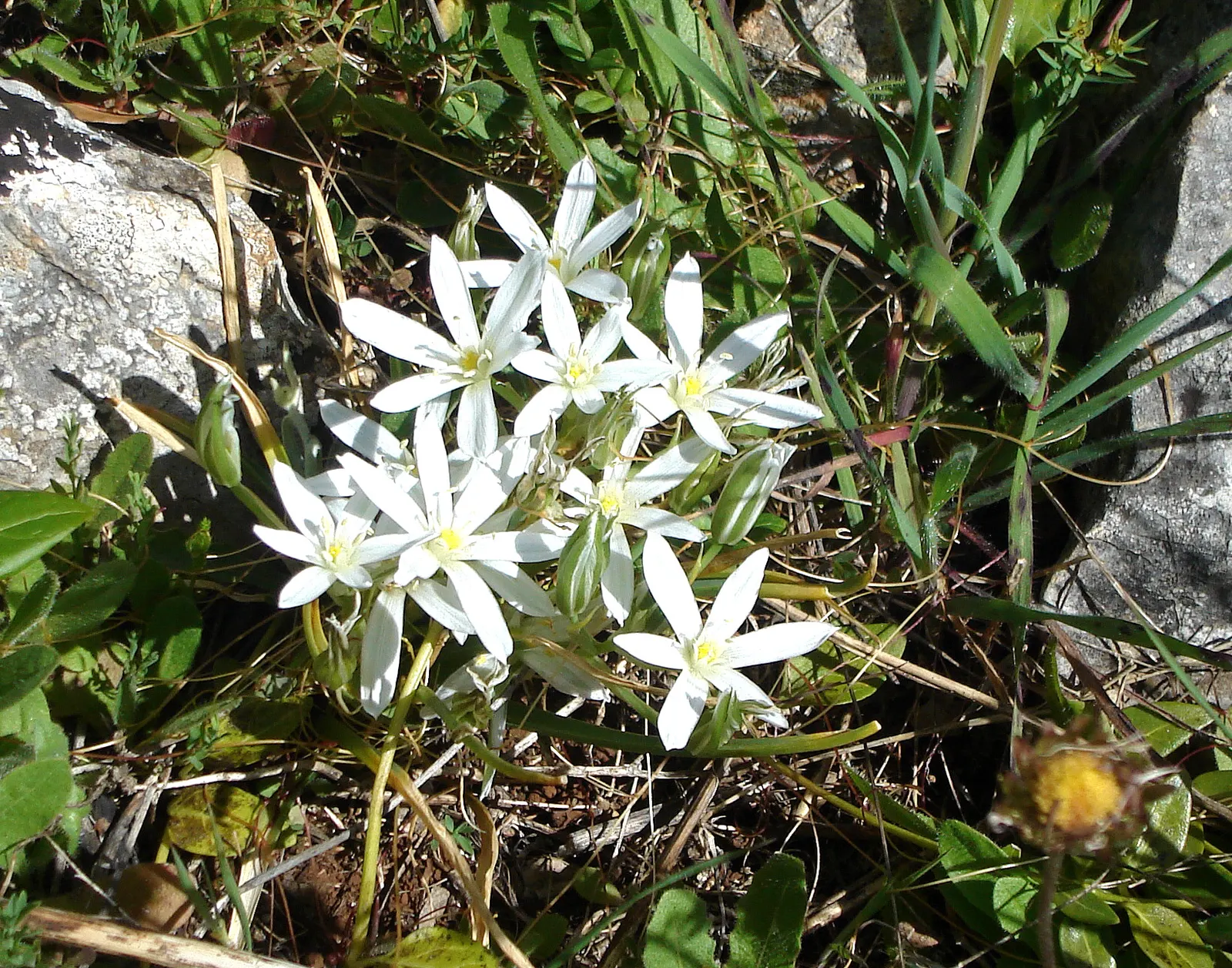 Star Of Bethlehem (Ornithogalum arabicum) — bulb / perennial for full