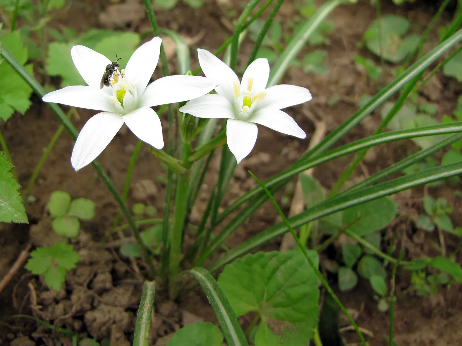 Star Of Bethlehem (Ornithogalum arabicum) — bulb / perennial with white blooms; allowing enough space for the plants to multiply over the seasons.<br><br>In