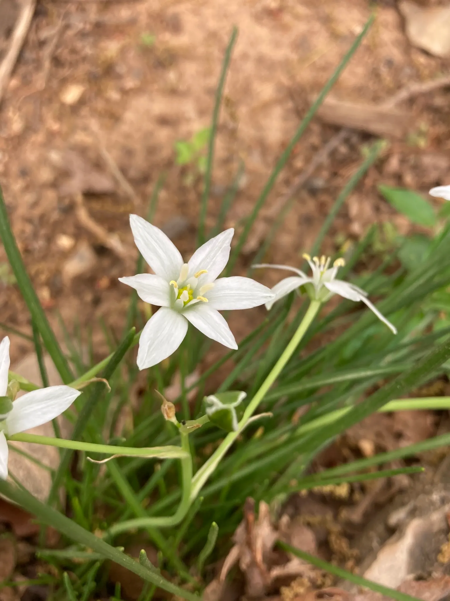 Star Of Bethlehem (Ornithogalum arabicum) — white flowers in the garden; scientifically known as Ornithogalum arabicum
