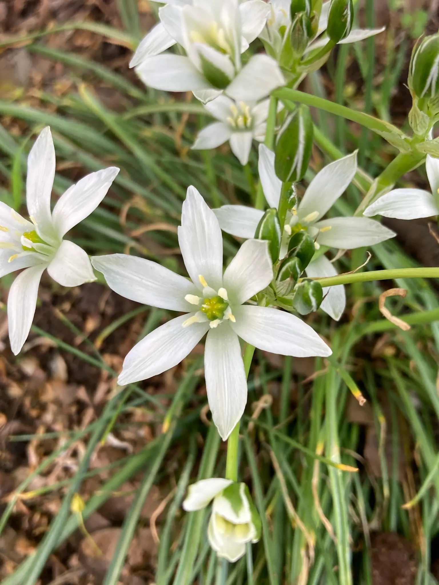 Star Of Bethlehem (Ornithogalum arabicum) — this plant typically grows up to 18 to 24 inches in height with a spread of approximately 6 to 8 inches, image 49