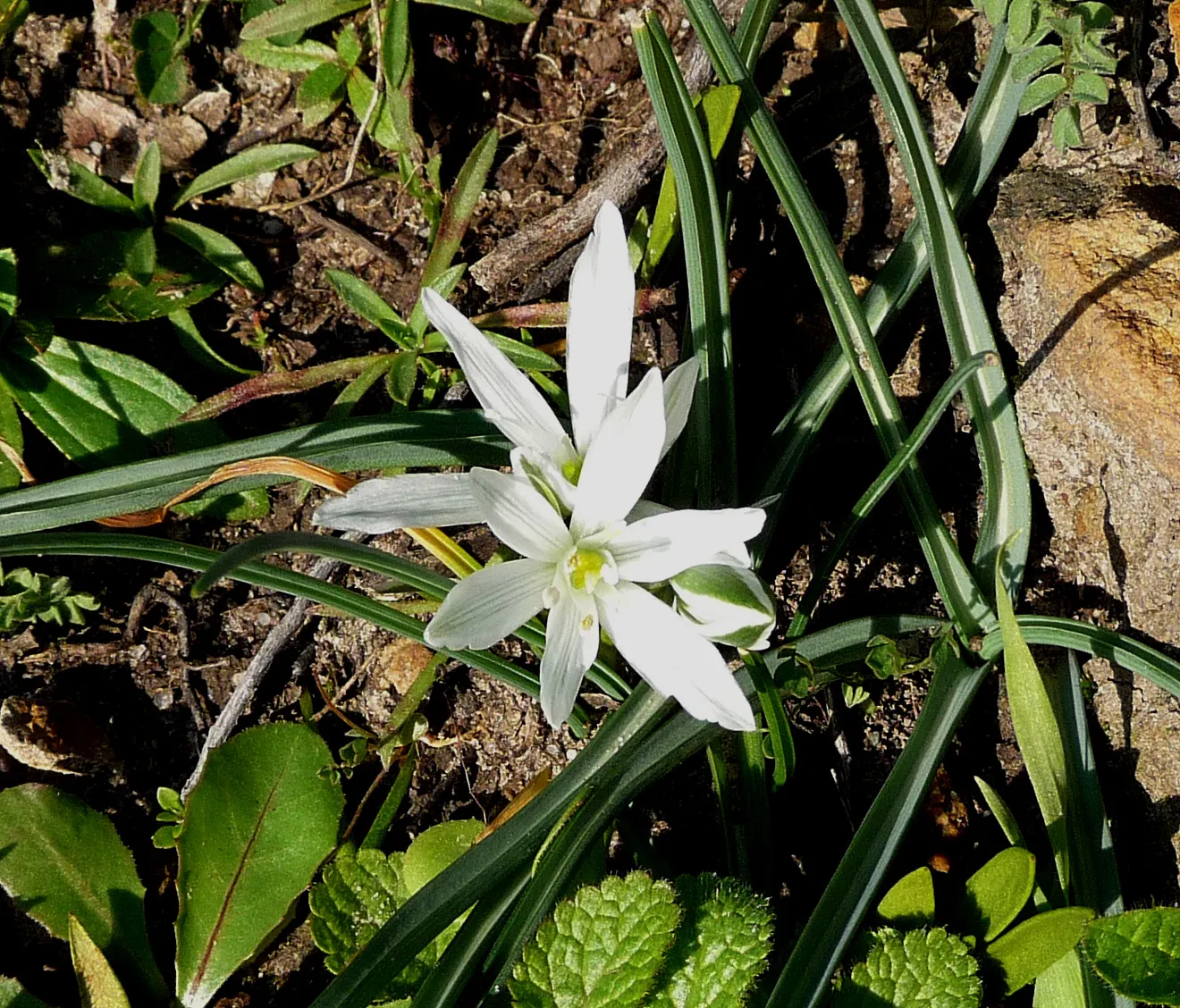 Star Of Bethlehem (Ornithogalum arabicum) — Its foliage consists of narrow