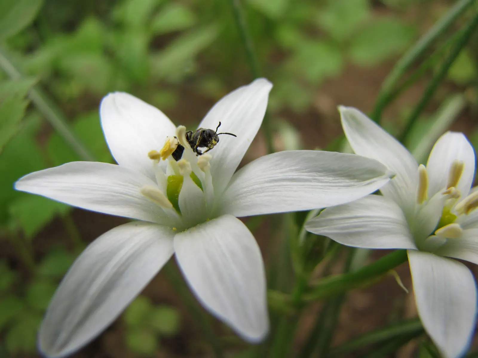 Star Of Bethlehem (Ornithogalum arabicum) — scientifically known as Ornithogalum arabicum