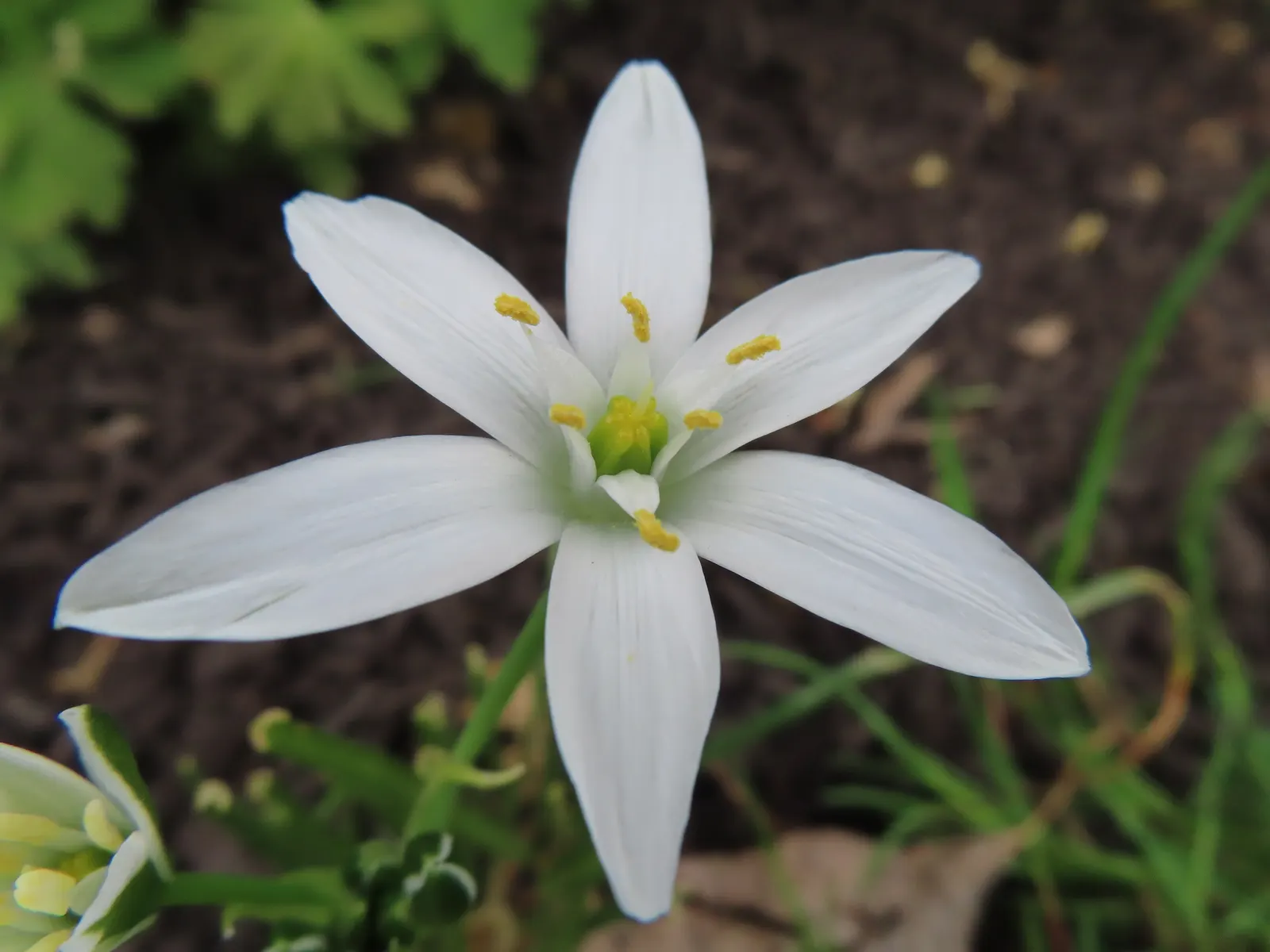 Star Of Bethlehem (Ornithogalum arabicum) — this plant is adorned with conical clusters of star-shaped flowers; making it suitable for gardeners, image 54