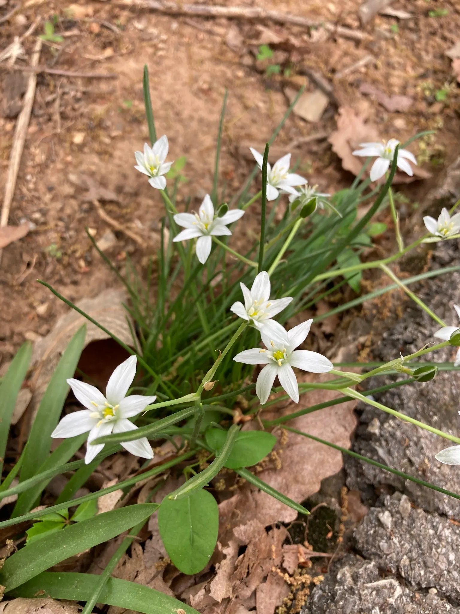 Star Of Bethlehem (Ornithogalum arabicum) — bulb / perennial for full; making it suitable for gardeners looking for an attractive yet easy-care, image 63