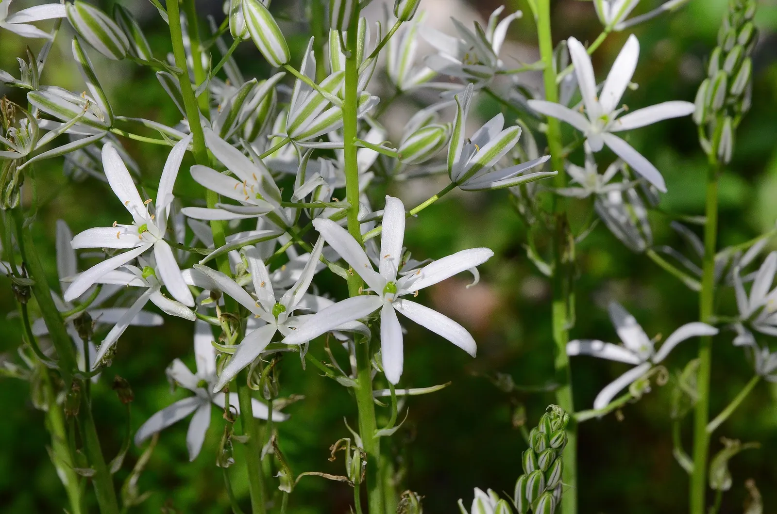 Star Of Bethlehem (Ornithogalum arabicum) — scientifically known as Ornithogalum arabicum, image 46
