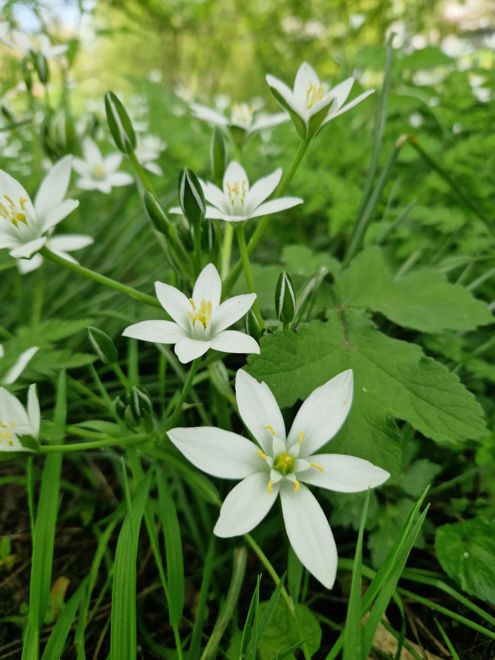 Star Of Bethlehem (Ornithogalum arabicum) — each blossom measuring roughly 1 to 2 inches across