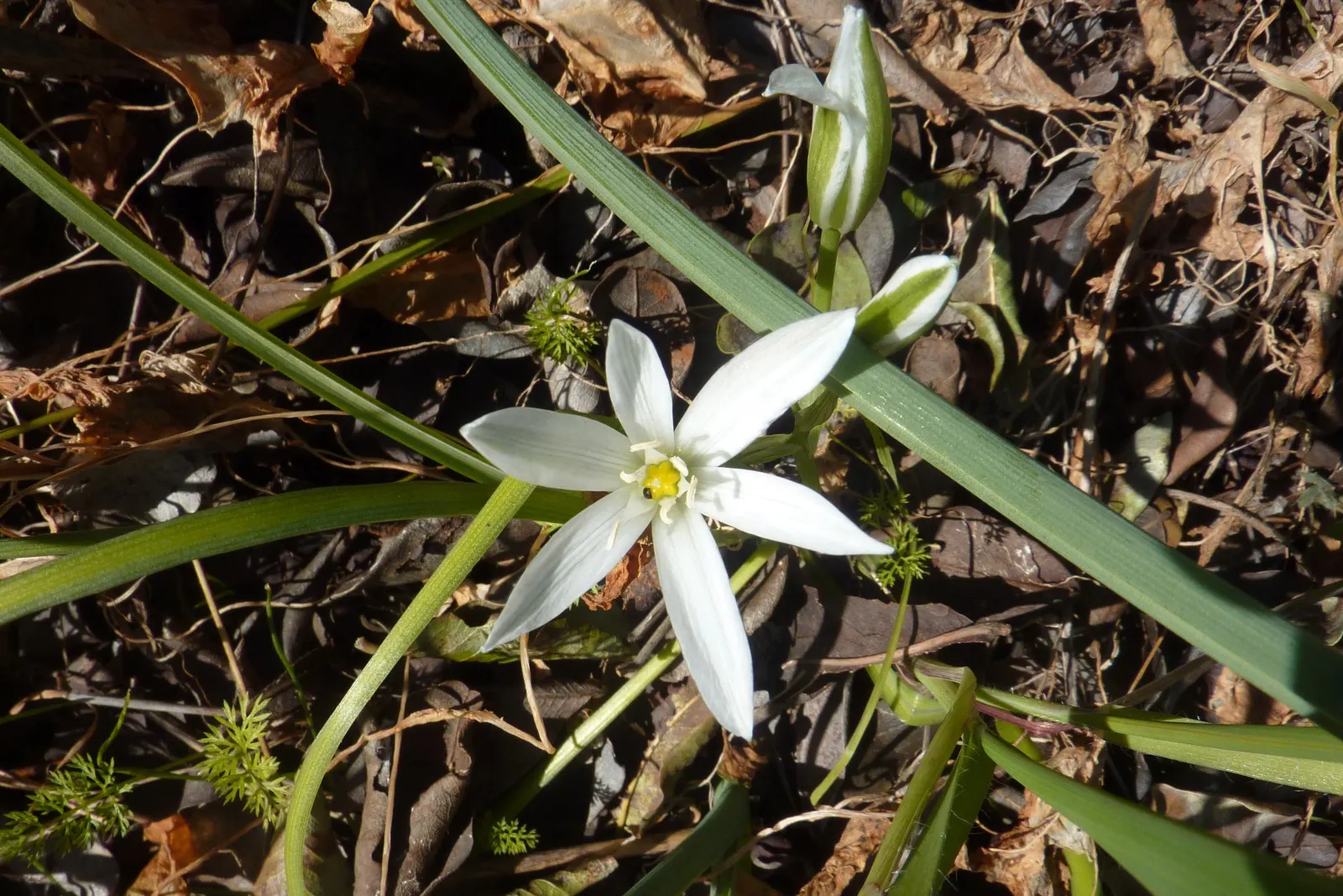 Star Of Bethlehem (Ornithogalum arabicum) — each blossom measuring roughly 1 to 2 inches across; scientifically known as Ornithogalum arabicum, image 55